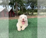 Small Photo #7 Australian Shepherd Puppy For Sale in EUSTIS, FL, USA