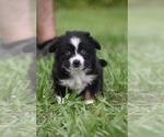 Small #5 Miniature Australian Shepherd