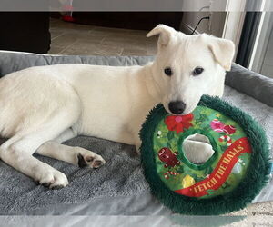 Labrador Retriever-Unknown Mix Dogs for adoption in Agoura Hills, CA, USA