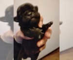 Small #2 Poodle (Toy)-Pug Mix