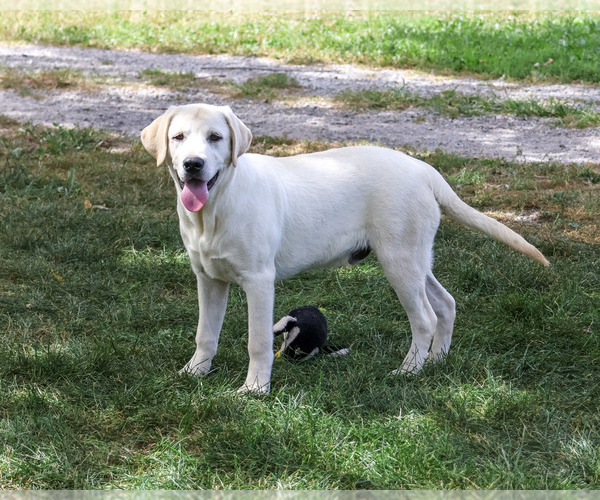 Medium Photo #3 Labrador Retriever Puppy For Sale in SYRACUSE, IN, USA