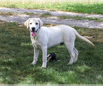 Small #2 Labrador Retriever