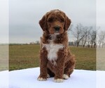 Small Photo #5 Irish Doodle Puppy For Sale in GREENCASTLE, PA, USA