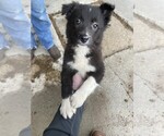 Small Photo #2 Border Collie Puppy For Sale in VERSAILLES, MO, USA