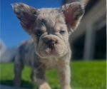 Small #2 French Bulldog