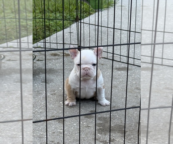 Medium Photo #10 French Bulldog Puppy For Sale in DOVER, FL, USA