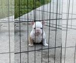 Small #9 French Bulldog