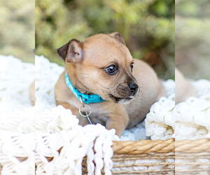 Chihuahua-Unknown Mix Dogs for adoption in Corona, CA, USA