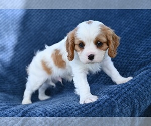 Cavalier King Charles Spaniel Puppy for sale in SUGARCREEK, OH, USA