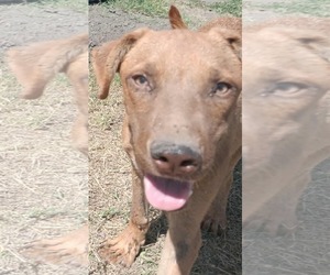Gummi Bear - Male American Pit Bull Terrier-Labrador Retriever Mix Dog for Adoption - Photo #8