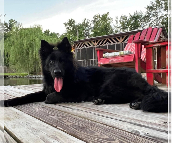 Medium Photo #1 German Shepherd Dog Puppy For Sale in GADSDEN, AL, USA