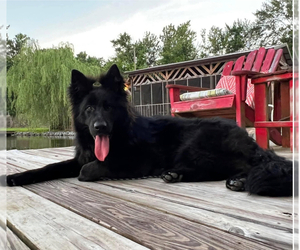Mother of the German Shepherd Dog puppies born on 05/21/2025