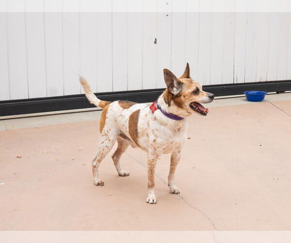 Medium Photo #4 Jack Chi Puppy For Sale in Lake Forest, CA, USA