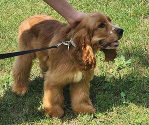 English Cocker Spaniel Puppy for sale in FRISCO, TX, USA