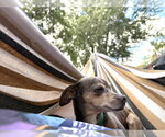 Small #2 Chihuahua