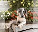 Small #1 Great Dane