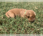 Small #7 Golden Retriever