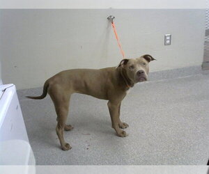 American Pit Bull Terrier Dogs for adoption in Pasadena, TX, USA