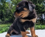Small #10 Rottweiler