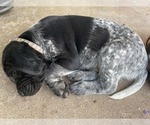 Small Photo #51 Pointer Puppy For Sale in SACRAMENTO, CA, USA