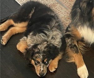 Miniature Australian Shepherd Puppy for sale in VIRGINIA BEACH, VA, USA