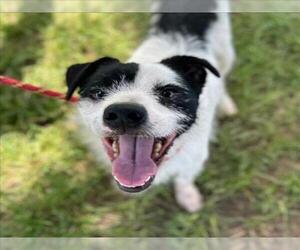 Rat Terrier-Unknown Mix Dogs for adoption in Conroe, TX, USA