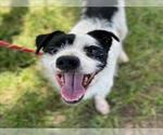 Small Rat Terrier Mix