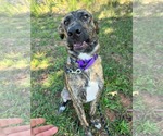 Small Photo #5 Great Dane-Unknown Mix Puppy For Sale in Rustburg, VA, USA