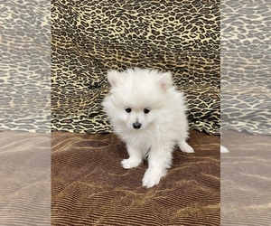 Pomeranian Puppy for sale in VAN BUREN, AR, USA