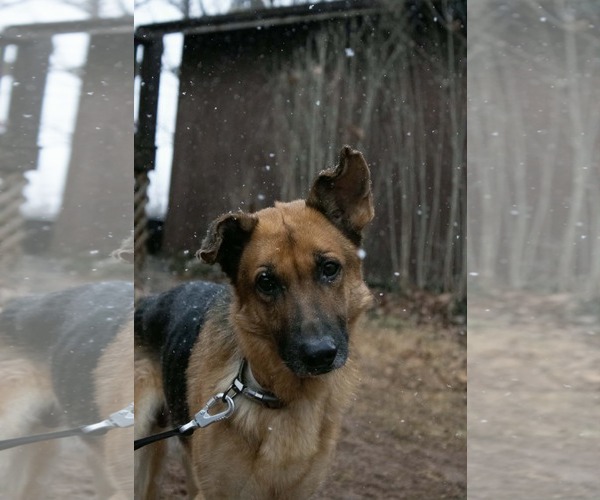 Medium Photo #11 German Shepherd Dog Puppy For Sale in Rustburg, VA, USA