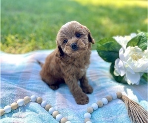 Cavapoo Puppy for sale in CONROE, TX, USA