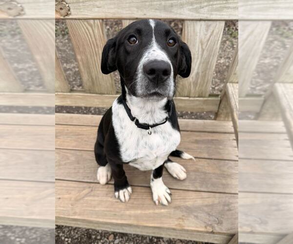 Medium Photo #5 Mutt Puppy For Sale in Elmsford, NY, USA