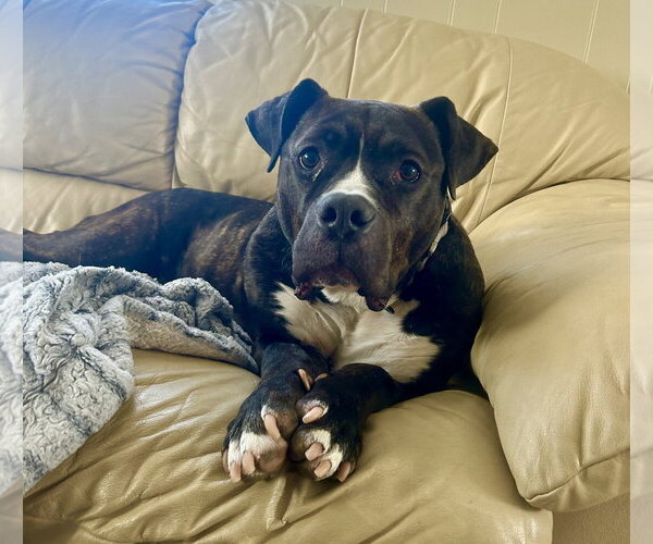 Medium Photo #11 Mutt Puppy For Sale in Mount Laurel, NJ, USA