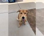 Small #2 Whippet Mix