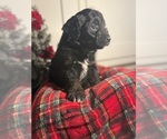 Small #5 Aussiedoodle Miniature 
