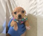 Small #1 Chihuahua Mix