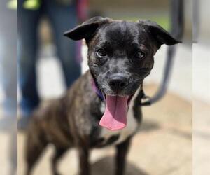 Pug-Unknown Mix Dogs for adoption in Las Vegas, NV, USA