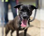 Small Pug Mix