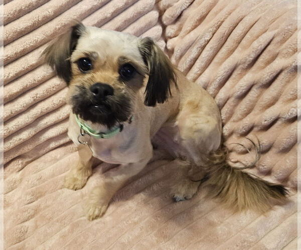 Medium Photo #2 Shiranian Puppy For Sale in Oakhurst, NJ, USA