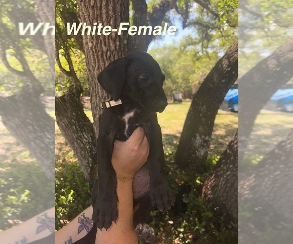 Medium Photo #14 Great Dane Puppy For Sale in FORT DENAUD, FL, USA