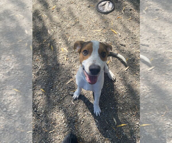 Medium Photo #3 Beagle-Unknown Mix Puppy For Sale in Elmsford, NY, USA