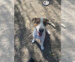 Small #2 Beagle Mix