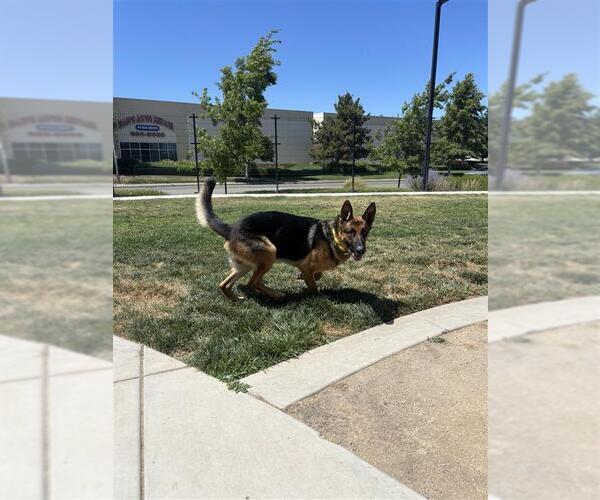 Medium Photo #2 German Shepherd Dog-Unknown Mix Puppy For Sale in Elk Grove, CA, USA