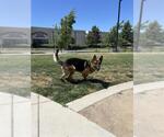 Small #1 German Shepherd Dog Mix