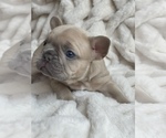 Small Photo #7 French Bulldog Puppy For Sale in FREDERICK, MD, USA