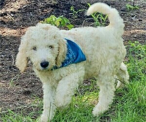 Poodle (Standard) Puppy for sale in VIRGINIA BEACH, VA, USA