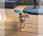 Small #4 Mutt