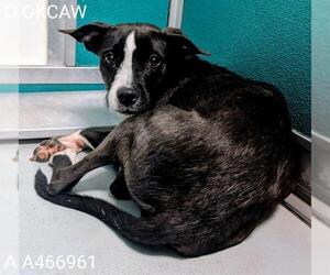 Mutt Dogs for adoption in Oklahoma City, OK, USA