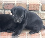 Small #2 Labrador Retriever