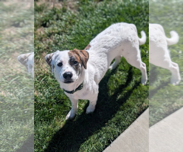 Medium Photo #1 Mutt Puppy For Sale in Sandy, UT, USA